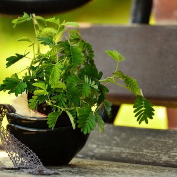 Mimosa Pudica (Citlivka obyčajná - hanblivka)  - kont. P9, výška 10 cm, ⌀ 20 cm
